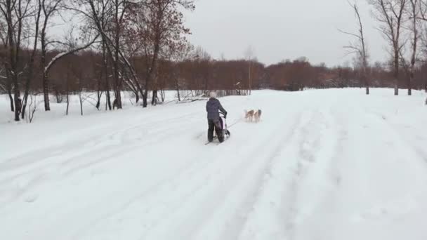 Husky siberiano numa equipa de cães. Correr na floresta. Cavalgando no trenó com uma equipe de cães husky siberianos — Vídeo de Stock