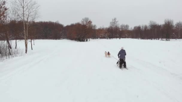 Rasen husky hundspann på vintern. Norra husky hundar. ridning på hundar, begreppet underhållning — Stockvideo