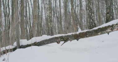 Aile çift bir kış parkta koşu bir ağaç üzerinde atlar