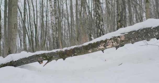 Mężczyzna i kobieta są uruchamiane w parku zimowym i skakać przez zwalone drzewo. Krok ponad przeszkodą — Wideo stockowe