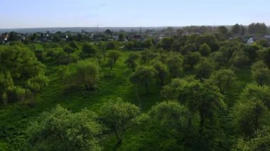 Yeşil orman ve yol ile çim güzel üst görünümü