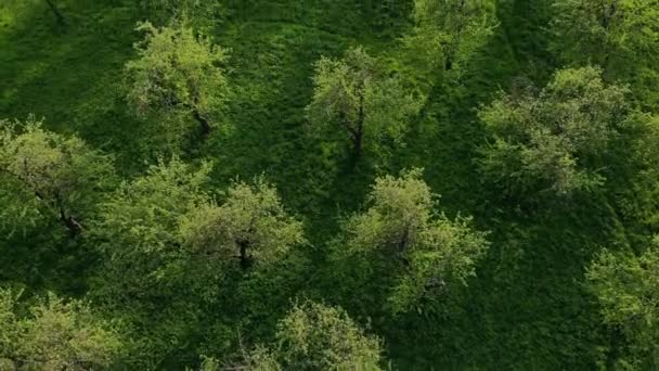 Schöner Blick von oben auf grünen Wald und Gras mit Pfad — Stockvideo