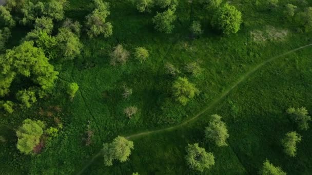 Вид сверху на зеленый лес и траву с дорожкой — стоковое видео