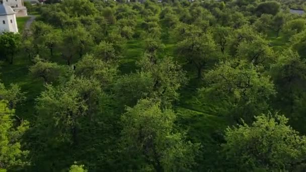 Вид сверху на зеленый лес и траву с дорожкой — стоковое видео