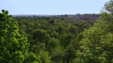 Gün batımında yeşil yaz ormanı ve kanyonhavadan görünümü