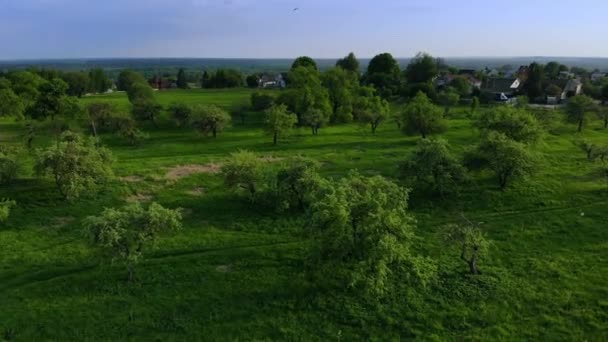 Вид сверху на зеленый лес и траву с дорожкой — стоковое видео