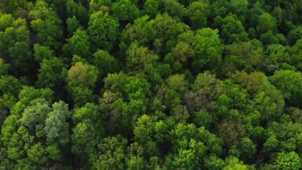 Luchtfoto bos, Textuur van het bos uitzicht van boven. — Stockvideo