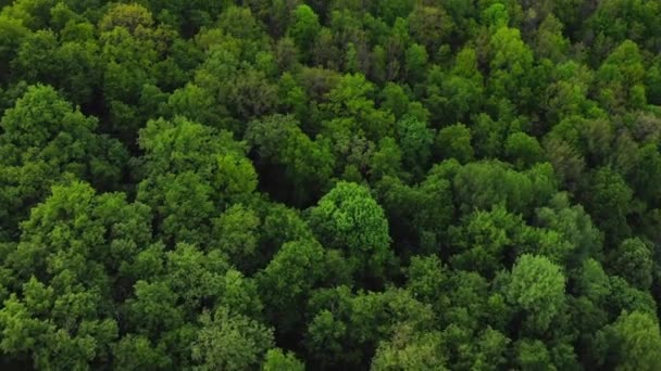 Foresta aerea vista dall'alto, Struttura della vista foresta dall'alto. — Video Stock