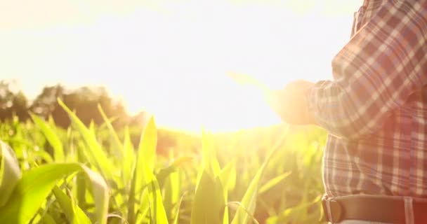Ein Bauer in seinem Maisfeld begutachtet seine Ernte bei Sonnenuntergang mit einem digitalen Tablet. — Stockvideo