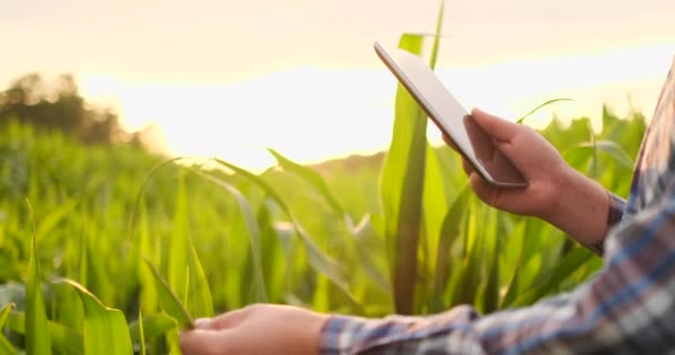 Об'єктив спалаху крупним планом: фермери рука зачіпає кукурудзяних листя в полі на заході сонця і перевіряє якість вирощування врожаю. — стокове відео