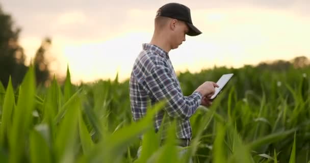 Een man boer met een Tablet onderzoekt de maïs gewas op het gebied van zonlicht in de lens — Stockvideo