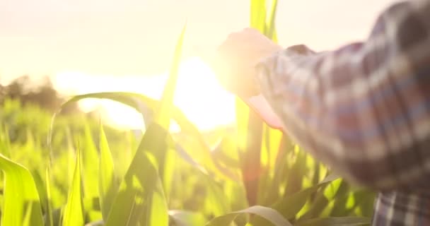 彼のトウモロコシ畑の農家は、日没時にデジタルタブレットで彼の作物を調べます. — ストック動画