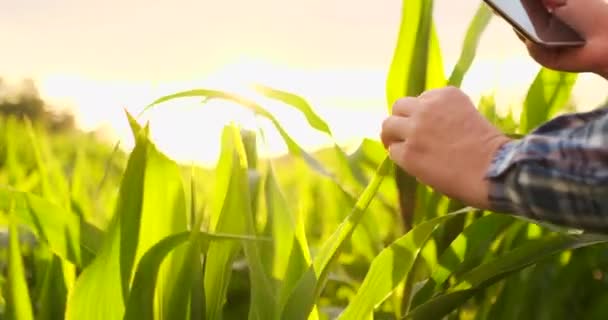 錠剤を持つ男性農家は、レンズ内の太陽光の分野でトウモロコシの作物を調べます — ストック動画