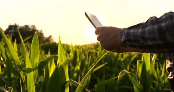 Tarım alanında dijital tablet kullanan kafkas genç kadının yakın çekim — Stok video