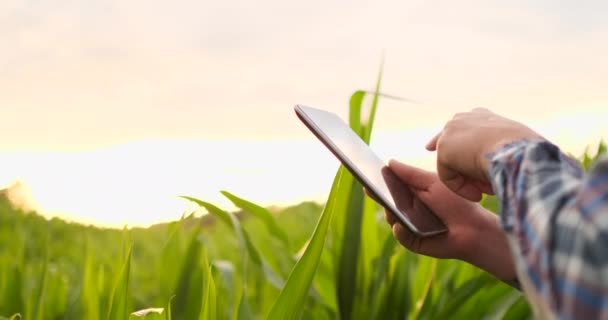 Lente de destello: un agricultor moderno con una tableta en sus manos inspecciona los brotes de maíz para analizar la cosecha futura y la calidad del producto. Gestión de explotaciones a través de Internet . — Vídeo de stock
