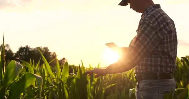 レンズフレア:彼の手にタブレットを持つ現代の農家は、将来の収穫と製品の品質を分析するためにトウモロコシの芽を検査します。インターネットによる農場経営. — ストック動画