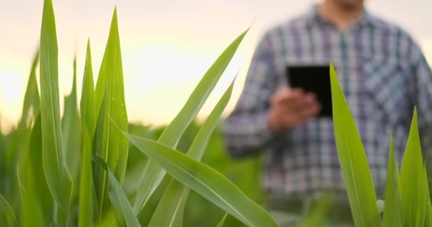 Primer plano de la llamarada de la lente: la mano de los agricultores toca las hojas de maíz en el campo al atardecer y comprueba la calidad del cultivo en crecimiento . — Vídeos de Stock