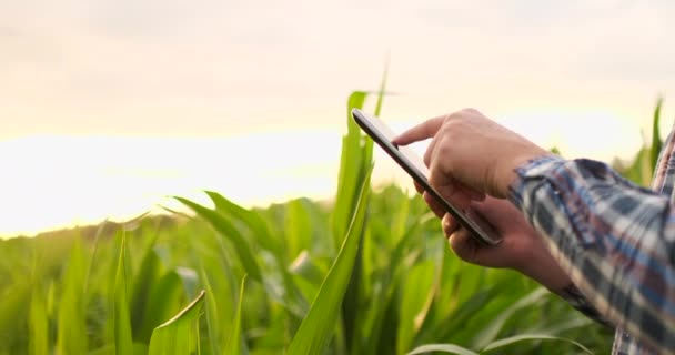 Flare da lente: agricultor com um tablet para monitorar a colheita, um campo de milho ao pôr-do-sol. Homem agricultor com um tablet monitora a colheita, campo de milho ao pôr do sol, vídeo em câmera lenta . — Vídeo de Stock