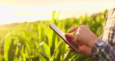 Lens parlama: hasat izlemek için bir tablet ile çiftçi, gün batımında bir mısır tarlası. Bir tablet ile Adam çiftçi kırpma izler, gün batımında mısır tarlası, yavaş hareket video.
