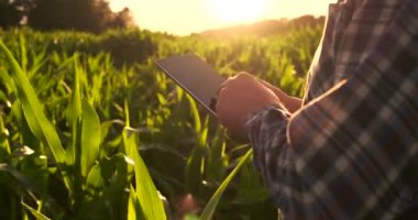 Lens parlama: elinde bir tablet ile Modern bir çiftçi gelecekteki hasat ve ürün kalitesini analiz etmek için mısır sürgünler inceler. İnternet üzerinden çiftlik yönetimi.