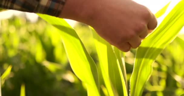 Boer agronoom met tabletcomputer in kale lege veld in zonsondergang, ernstige Zelfverzekerde man met behulp van moderne technologie in de agrarische productieplanning en voorbereiding. — Stockvideo