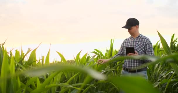 Agronom farmář s tabletovým počítačem v holé prázdné pole v západu slunce, vážné sebevědomého muže pomocí moderní technologie v plánování zemědělské výroby a příprava. — Stock video