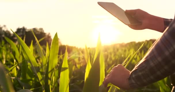 Agricultor usando computador tablet digital no campo de milho, aplicação de tecnologia moderna na atividade de cultivo agrícola — Vídeo de Stock