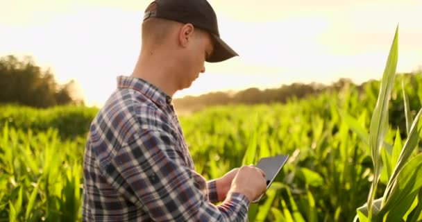 Agrônomo agricultor com computador tablet em campo vazio nua ao pôr do sol, homem confiante sério usando a tecnologia moderna no planejamento e preparação da produção agrícola . — Vídeo de Stock