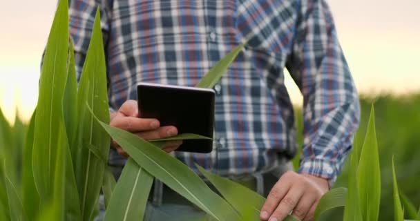 Agricultor utilizando tableta digital en el campo de maíz, aplicación de tecnología moderna en la actividad de cultivo agrícola — Vídeos de Stock