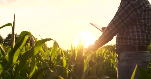 农夫农艺师与平板电脑在光秃的空的领域在日落, 严肃自信的人使用现代技术在农业生产计划和准备. — 图库视频影像
