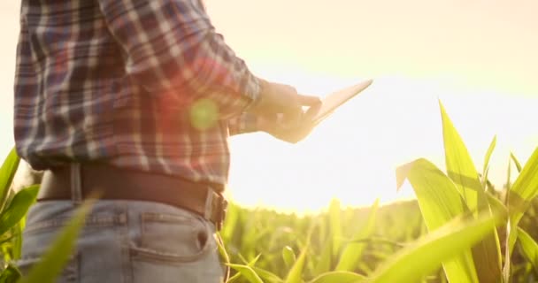 Světlice: moderní farmář s tabletem v rukou zkoumá, jak se v budoucnosti sklízí sklizeň a kvalita produktů. Správa farmy přes Internet. — Stock video