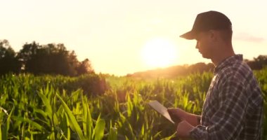 Tableti olan bir çiftçi, mercek teki güneş ışığı tarlasındaki mısır mahsulünü inceliyor.