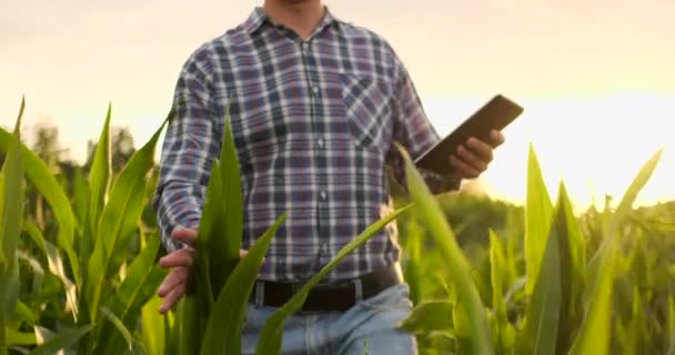 Agricultor utilizando tableta digital en el campo de maíz, aplicación de tecnología moderna en la actividad de cultivo agrícola — Vídeos de Stock