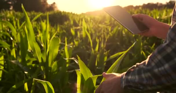 Lens flare: boer met een Tablet om de oogst te bewaken, een maïsveld bij zonsondergang. Man boer met een Tablet bewaakt het gewas, maïsveld bij zonsondergang, slow motion video. — Stockvideo