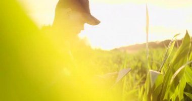 Tableti olan bir çiftçi, mercek teki güneş ışığı tarlasındaki mısır mahsulünü inceliyor.