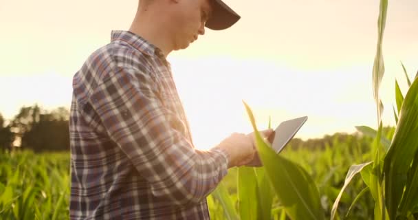 Un agricultor en su maizal examina sus cultivos con una tableta digital al atardecer . — Vídeos de Stock