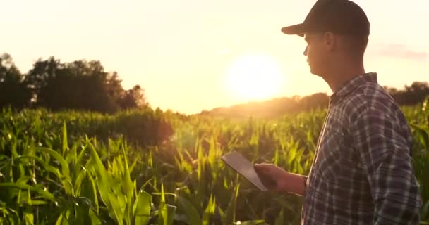 Um agricultor no seu campo de milho examina as suas colheitas com um tablet digital ao pôr do sol . — Vídeo de Stock