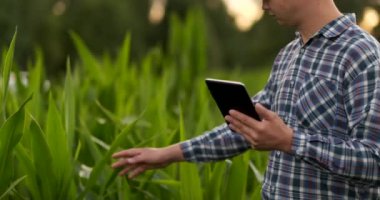 Çiftçi mısır alanında dijital tablet bilgisayar kullanarak, tarımsal büyüme faaliyetinde modern teknoloji uygulaması 