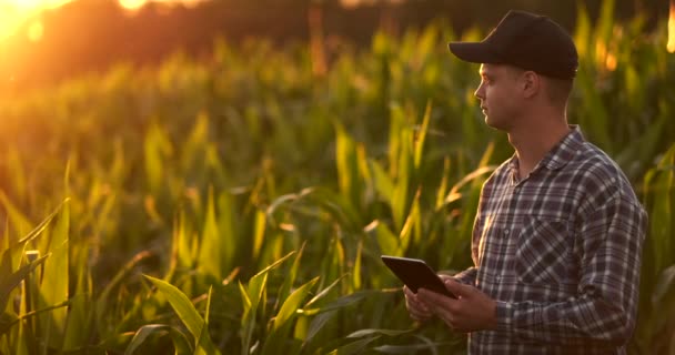 Lens flare: um agricultor masculino com um computador tablet em um campo ao pôr do sol toca as folhas de milho e escreve dados para o programa . — Vídeo de Stock