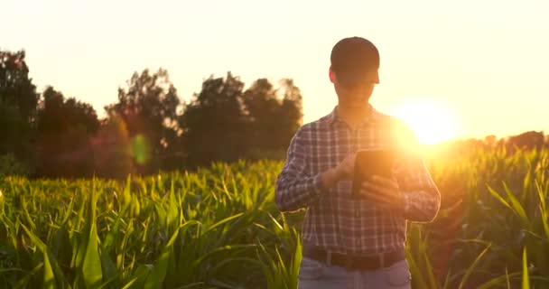Rolnik z tabletem w polu. Ładna młoda kobieta trzyma tabletkę w polu o zachodzie słońca. — Wideo stockowe