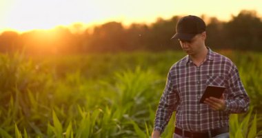 Lens parlama: hasat izlemek için bir tablet ile çiftçi, gün batımında bir mısır tarlası. Bir tablet ile Adam çiftçi kırpma izler, gün batımında mısır tarlası, yavaş hareket video.