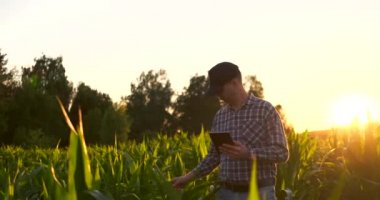 Lens parlama: Çiftçi ekili soya bitkileri alanında dijital tablet bilgisayar kullanarak, tarımsal büyüme faaliyetinde modern teknoloji uygulaması.