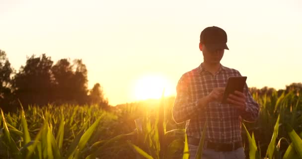 Фермер читал или анализировал отчет в планшетном компьютере о сельскохозяйственном поле со старинным тоном на солнечном свете, концепция сельского хозяйства — стоковое видео