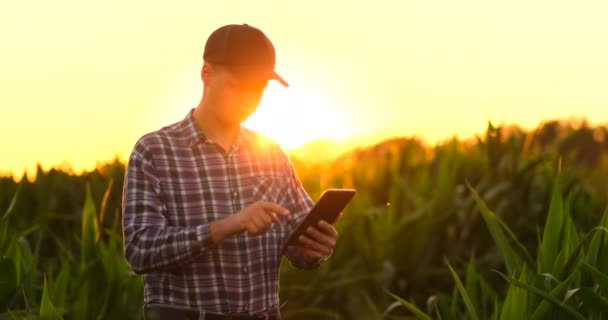Фермер читає або аналізує звіт у планшетному комп'ютері на полі сільського господарства з вінтажним тоном на сонячному світлі, концепція сільського господарства — стокове відео