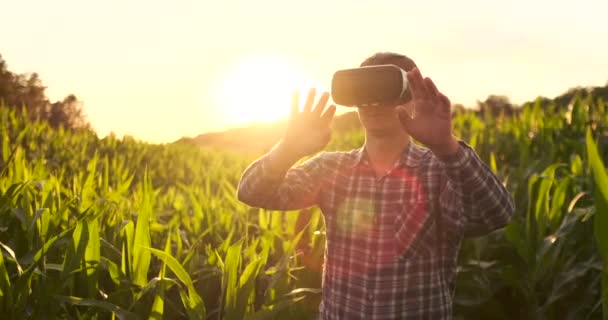 Framtida jordbrukare använder VR glasögon för att hantera majs odlingar och kontrollera kvaliteten på växter vid solnedgången i fältet — Stockvideo