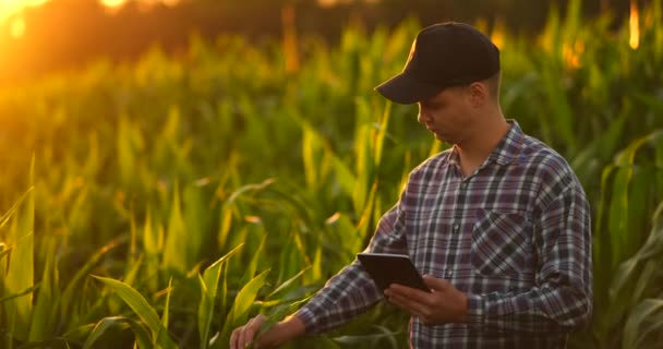 Agriculteur avec tablette dans le champ. Jolie jeune femme tenant la tablette dans le champ au coucher du soleil . — Video