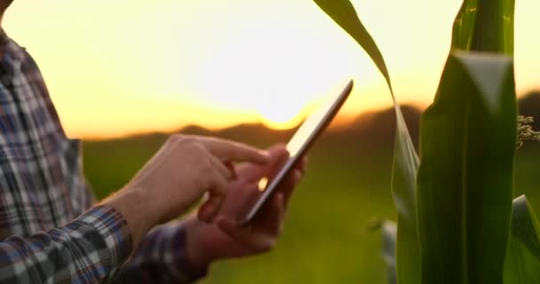 Tarlada tableti olan çiftçi adam. Gün batımında sahada tablet tutan güzel genç kadın. — Stok video