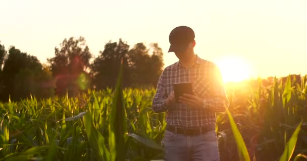 镜头耀斑：一个男性农民在日落时分在田野里用平板电脑触摸玉米叶，并将数据写入程序. — 图库视频影像