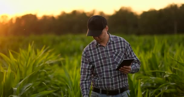 Lens flare: boer met behulp van digitale Tablet PC in gecultiveerde soja gewassen veld, moderne technologie toepassing in agrarische groei activiteit. — Stockvideo