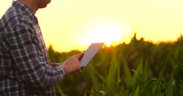 Lente de destello: un agricultor masculino con una tableta en un campo al atardecer toca las hojas de maíz y escribe datos al programa . — Vídeo de stock